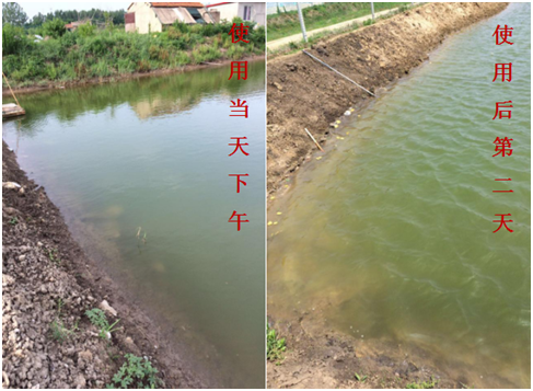 肥水困難、藻類(lèi)缺乏處理前后效果